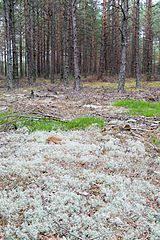 Rezerwat przyrody Bór Chrobotkowy